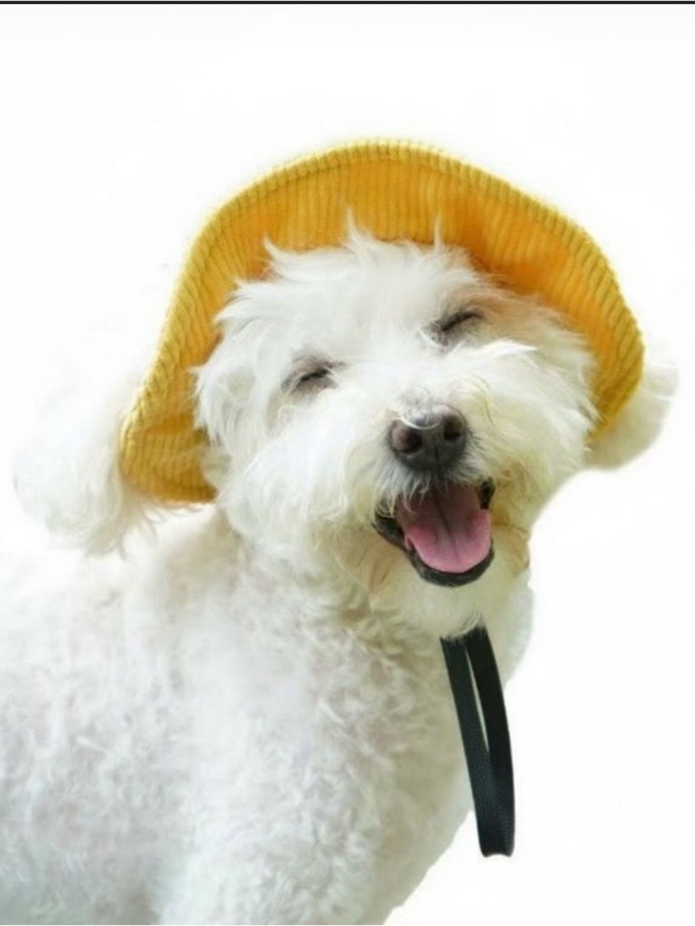 Sunshine Yellow Pet Sun Hat for Dogs - NEVER WORN-Comfortable Summer Protection